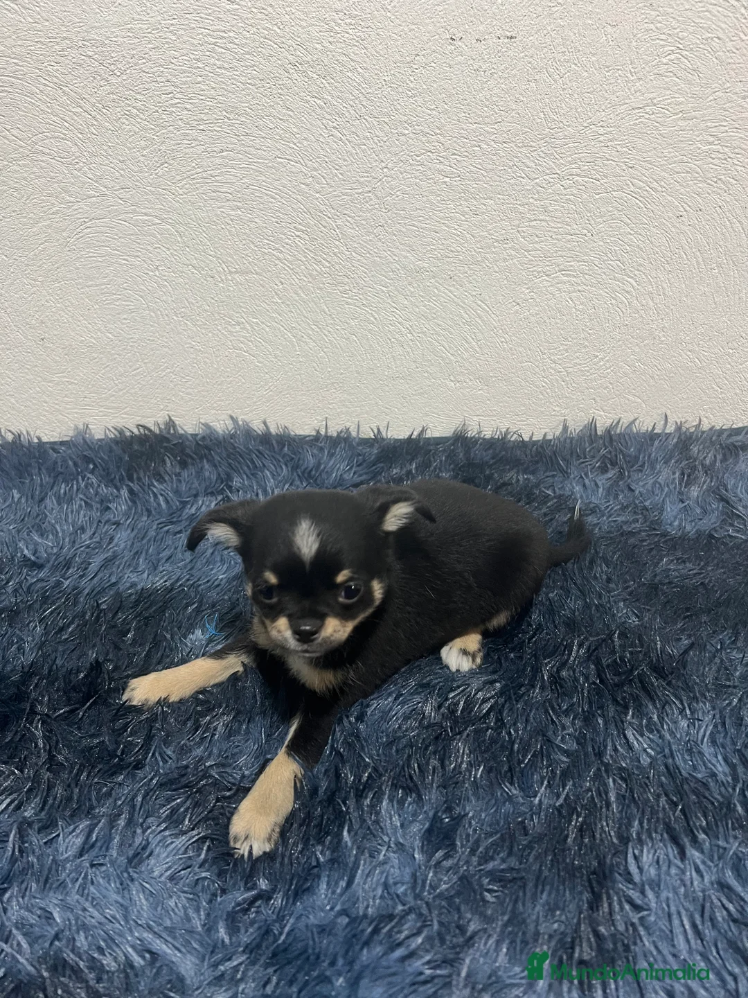 Chihuahua perros en venta: Chihuahua único  - Anuncio 3