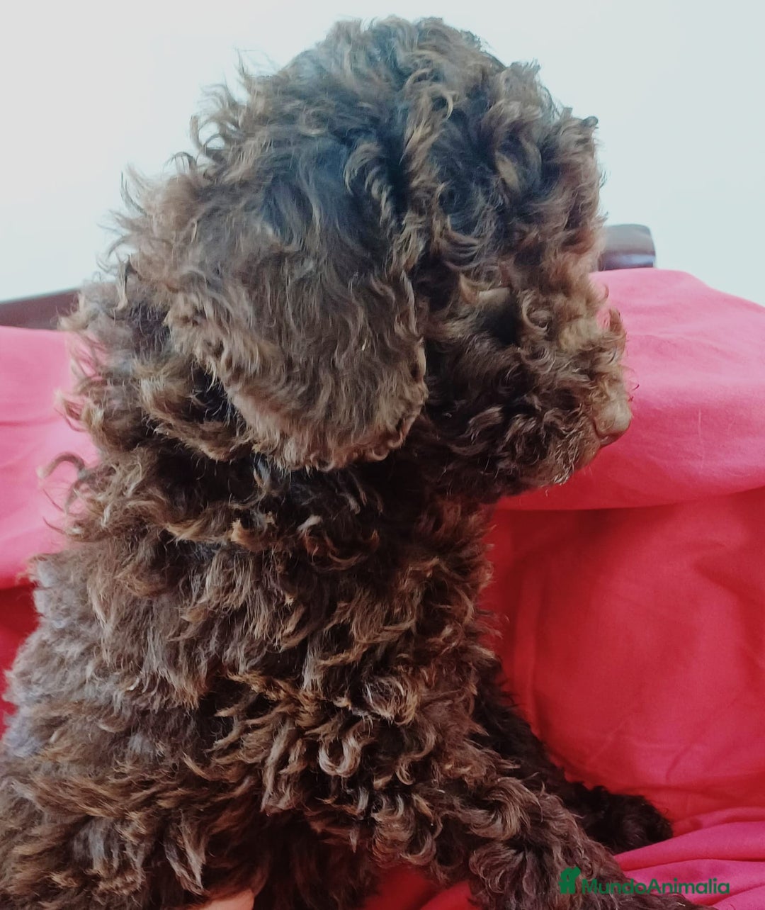 Caniche Enano perros en venta: CANICHE ENANO MARRONCITO  - Anuncio 1