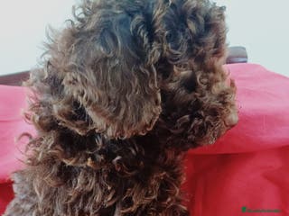 Caniche Enano perros CANICHE ENANO MARRÓN - Anuncio 2