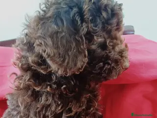 Caniche Enano perros CANICHE ENANO MARRONCITO - Anuncio 1