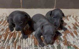 Pequeño Lebrel Italiano perros en venta: Galgo Italiano - Imagen 2