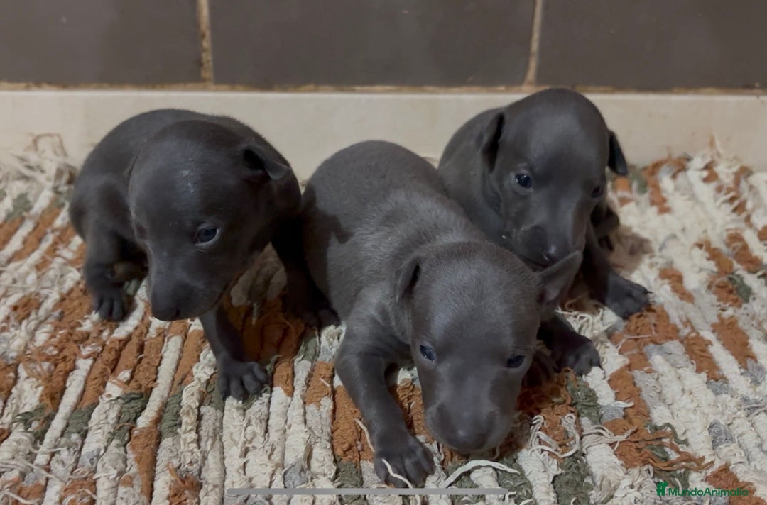 Pequeño Lebrel Italiano perros en venta: Galgo Italiano - Imagen 2