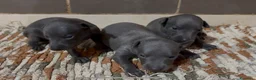 Pequeño Lebrel Italiano perros en venta: Galgo Italiano - Anuncio 2