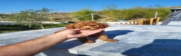 Caniche Enano perros en venta: CANICHE ENANO - Anuncio 3