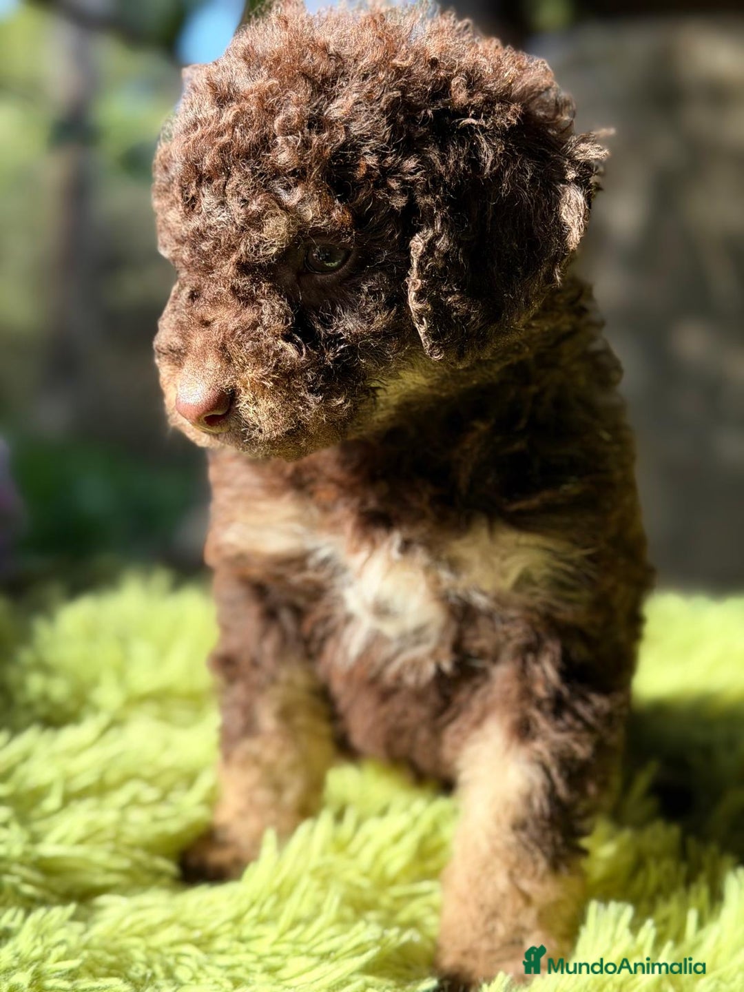 Perro de Agua Español perros en venta: PERRO DE AGUA ESPAÑOL CHOCOLATE  - Anuncio 4