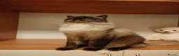 Ragdoll gatos en venta: Gato Ragdoll Seal Colourpoint - Anuncio 10