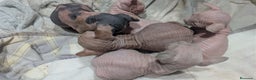 Sphynx gatos en venta: Preciosa cameda de ephynx - Anuncio 6