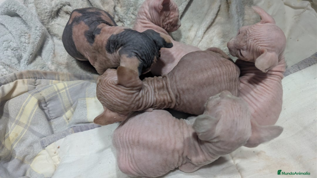 Sphynx gatos en venta: Preciosa cameda de ephynx - Anuncio 6