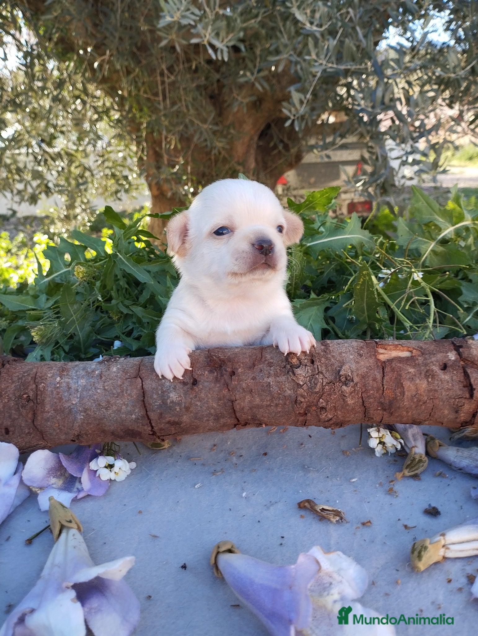 Chihuahua perros Chihuahuas Toy Cabeza de manzana - Anuncio 1