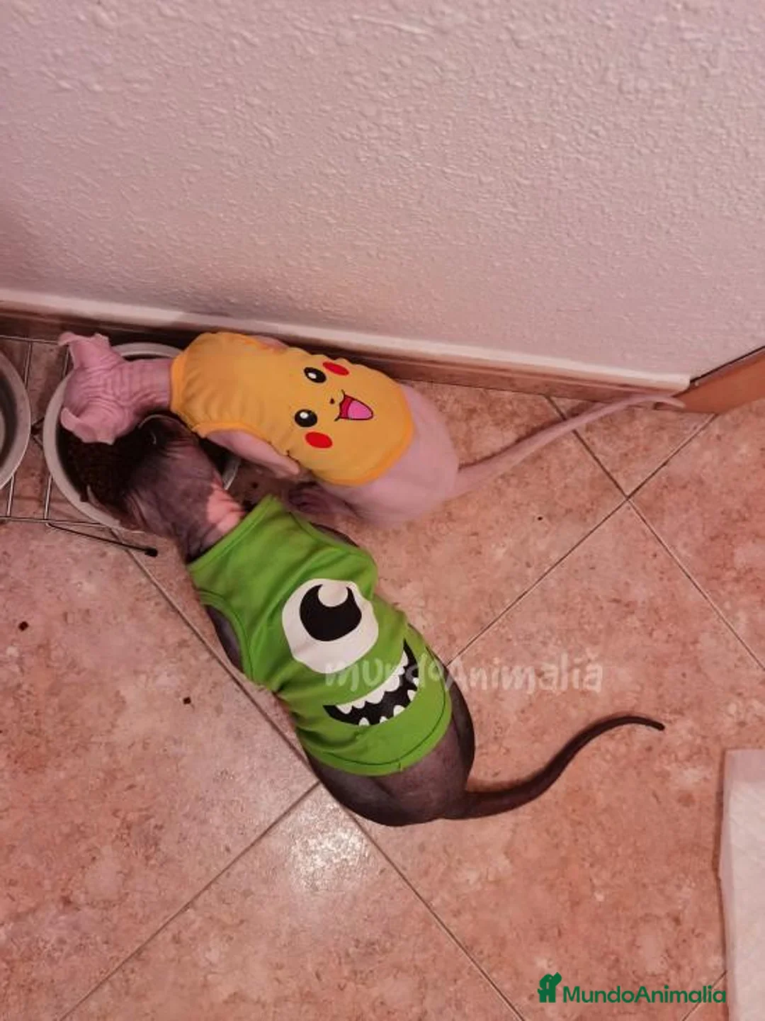 Imagen de galería {{count}}