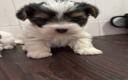 Biewer Yorkshire Terrier a la Pom Pon perros en venta: YORKSHIRE BIEWER  - Anuncio 3