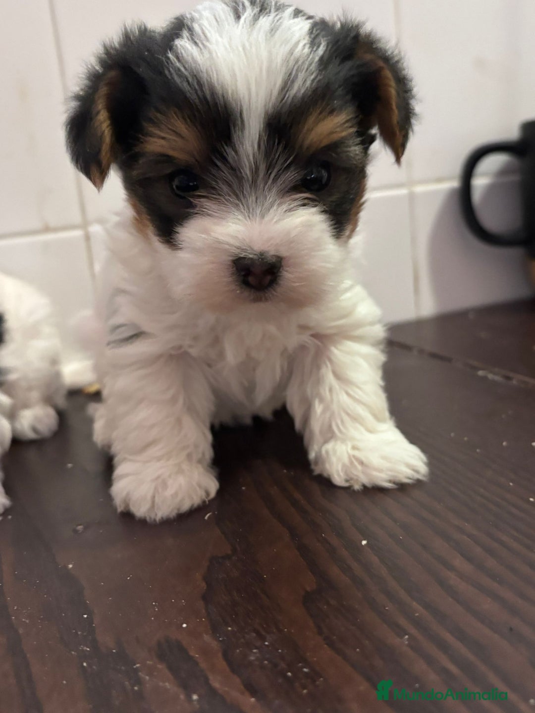 Biewer Yorkshire Terrier a la Pom Pon perros en venta: YORKSHIRE BIEWER  - Anuncio 3