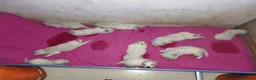 Golden Retriever perros en venta: CAMADA GOLDEN RETRIEVER ESPECTACULAR  - Anuncio 5