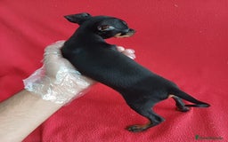 Pinscher Miniatura perros en venta: MiniPincher  - Imagen 2