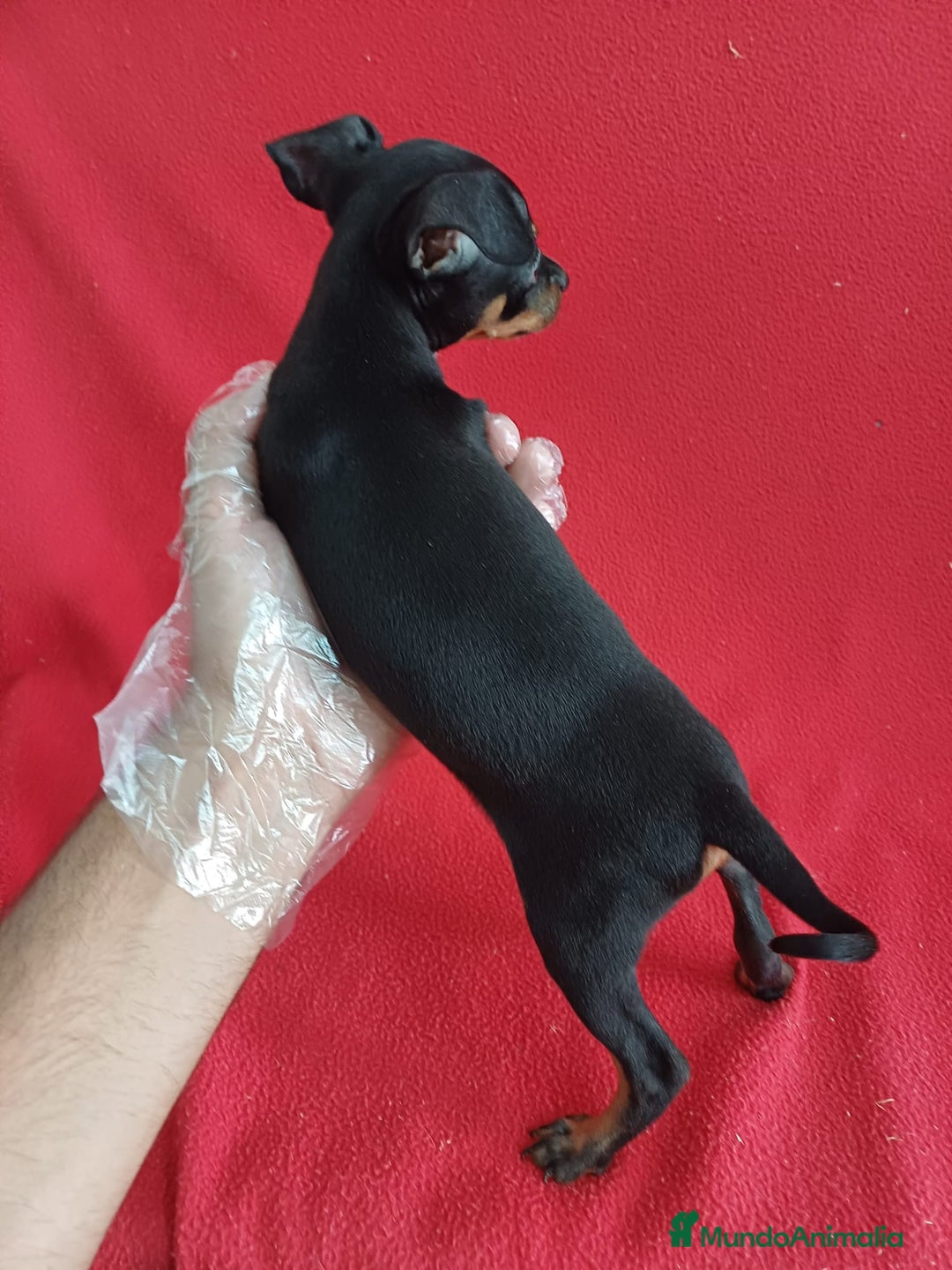 Pinscher Miniatura perros en venta: MiniPincher  - Imagen 2
