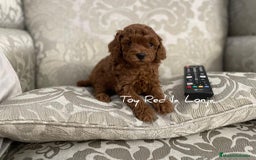 Caniche Toy perros en venta: caniche toy - Imagen 1