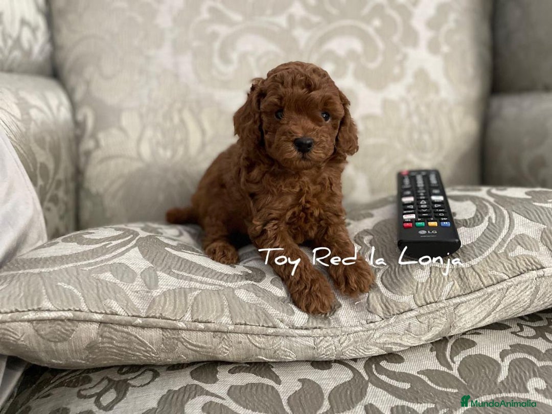 Caniche Toy perros en venta: caniche toy - Imagen 1