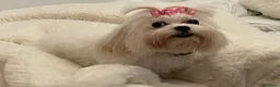 Bichón Maltés perros en venta: Camada Bichon maltes  - Anuncio 2