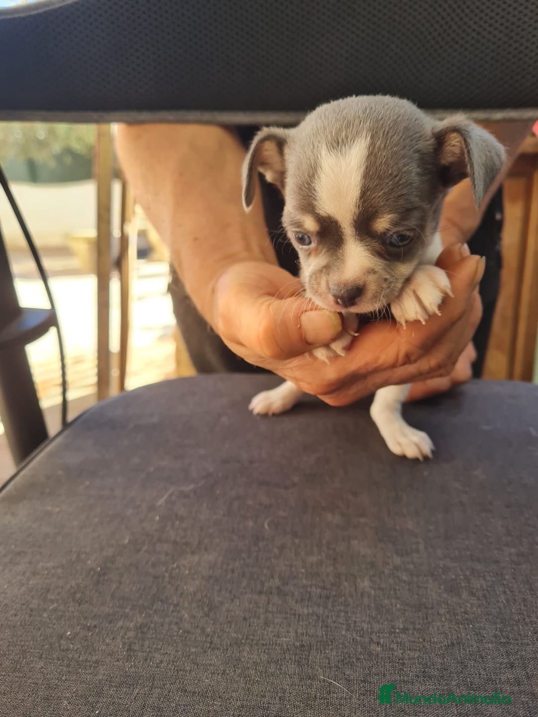 Chihuahua perros en venta: Chihuahua toy - Anuncio 4