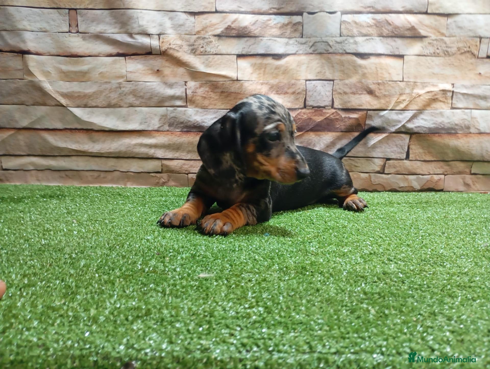 Teckel Miniatura perros en venta: TECKEL MINI - Anuncio 3