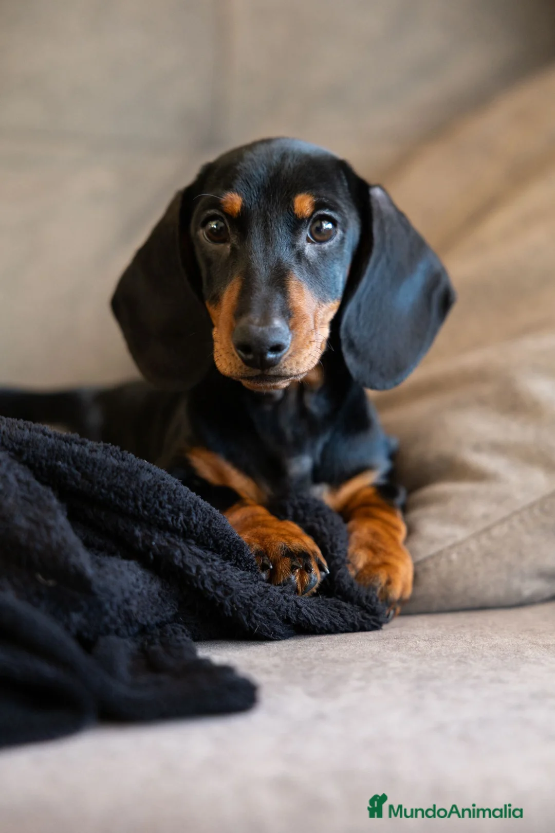 Teckel Miniatura perros en venta: Teckel macho - Anuncio 1