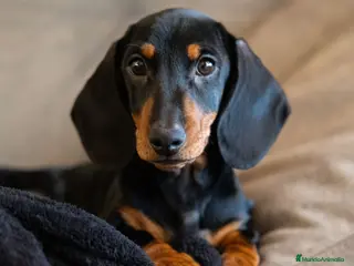 Teckel Miniatura perros Teckel macho - Anuncio 2