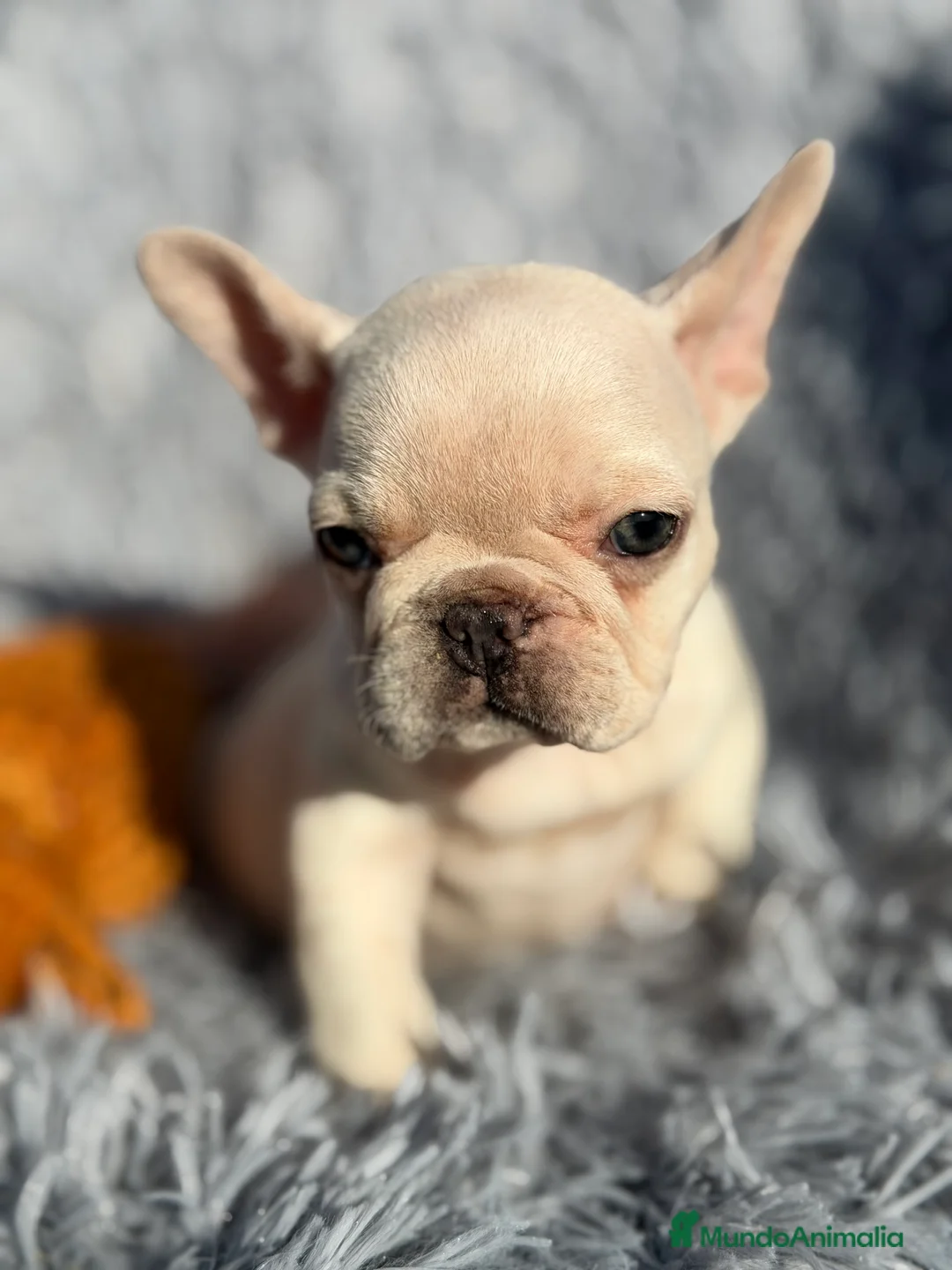 Bulldog Francés perros en venta: Bulldod Platinum hembra  - Anuncio 3