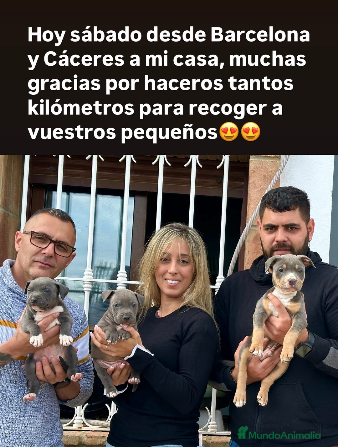 American Staffordshire-Terrier perros en venta: American Stanford, mis pequeños - Imagen 2