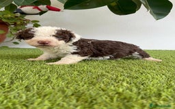 Perro de Agua Español perros en venta: PERRO DE AGUA ESPAÑOL MACHO - Imagen 3