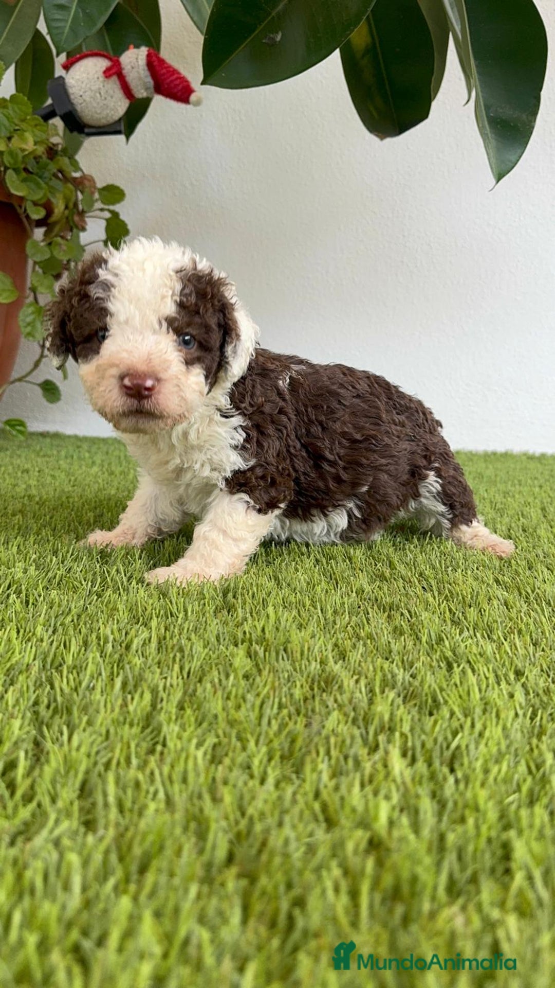 Perro de Agua Español perros en venta: PERRO DE AGUA ESPAÑOL MACHO - Imagen 3