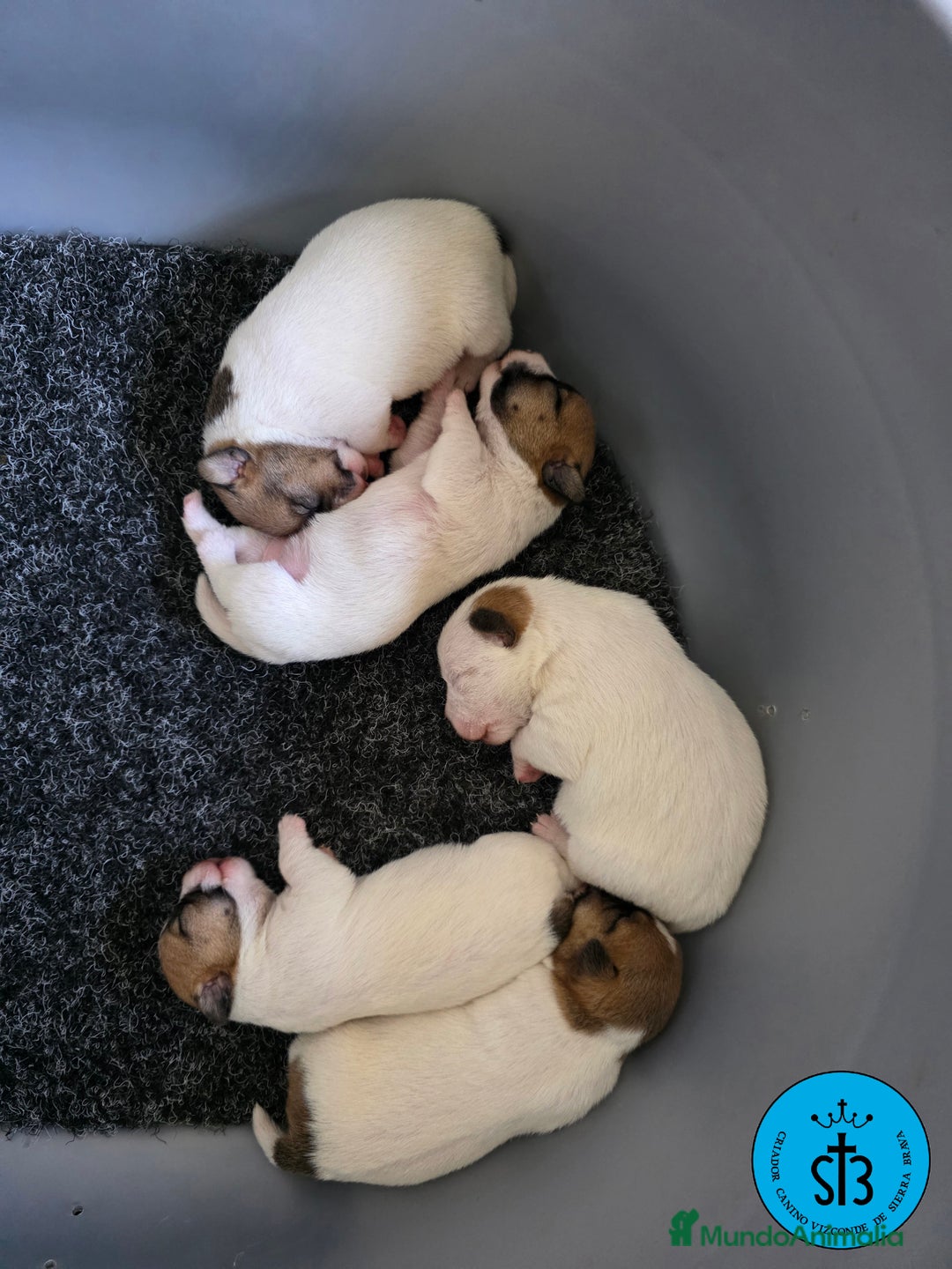Jack Russell Terrier perros en venta: Jack Russell PEDEGREE (LOE) - Imagen 3