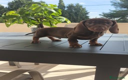 Teckel Miniatura perros en venta: Teckel mini chocolate ♂️🍫 - Imagen 1