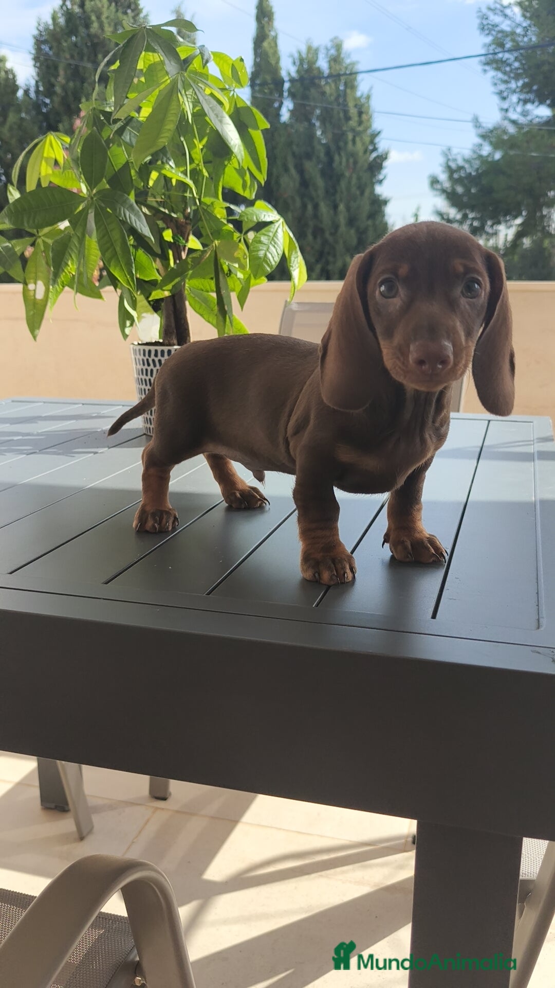 Teckel Miniatura perros en venta: Teckel mini chocolate ♂️🍫 - Imagen 1