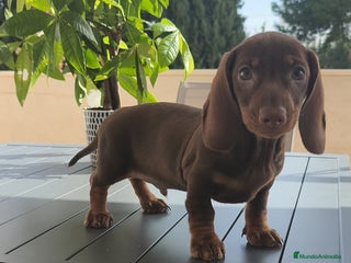 Teckel Miniatura perros - Anuncio 6