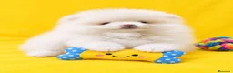 Pomerania perros en venta: EJEMPLAR pomerania  en Málaga - Anuncio 1