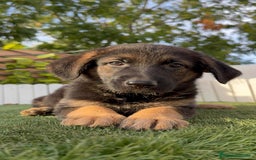 Pastor Alemán perros en venta: PASTOR ALEMAN HEMBRA - Imagen 8