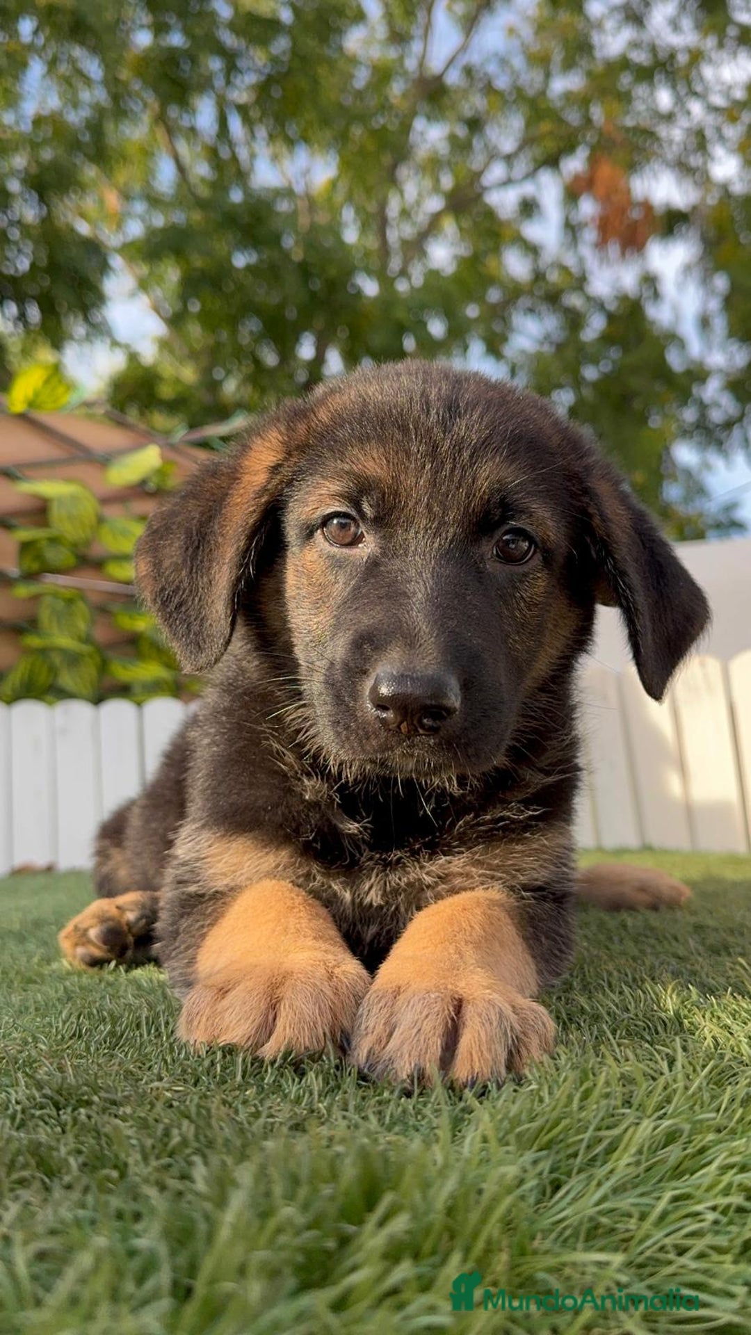 Pastor Alemán perros en venta: PASTOR ALEMAN HEMBRA - Imagen 8