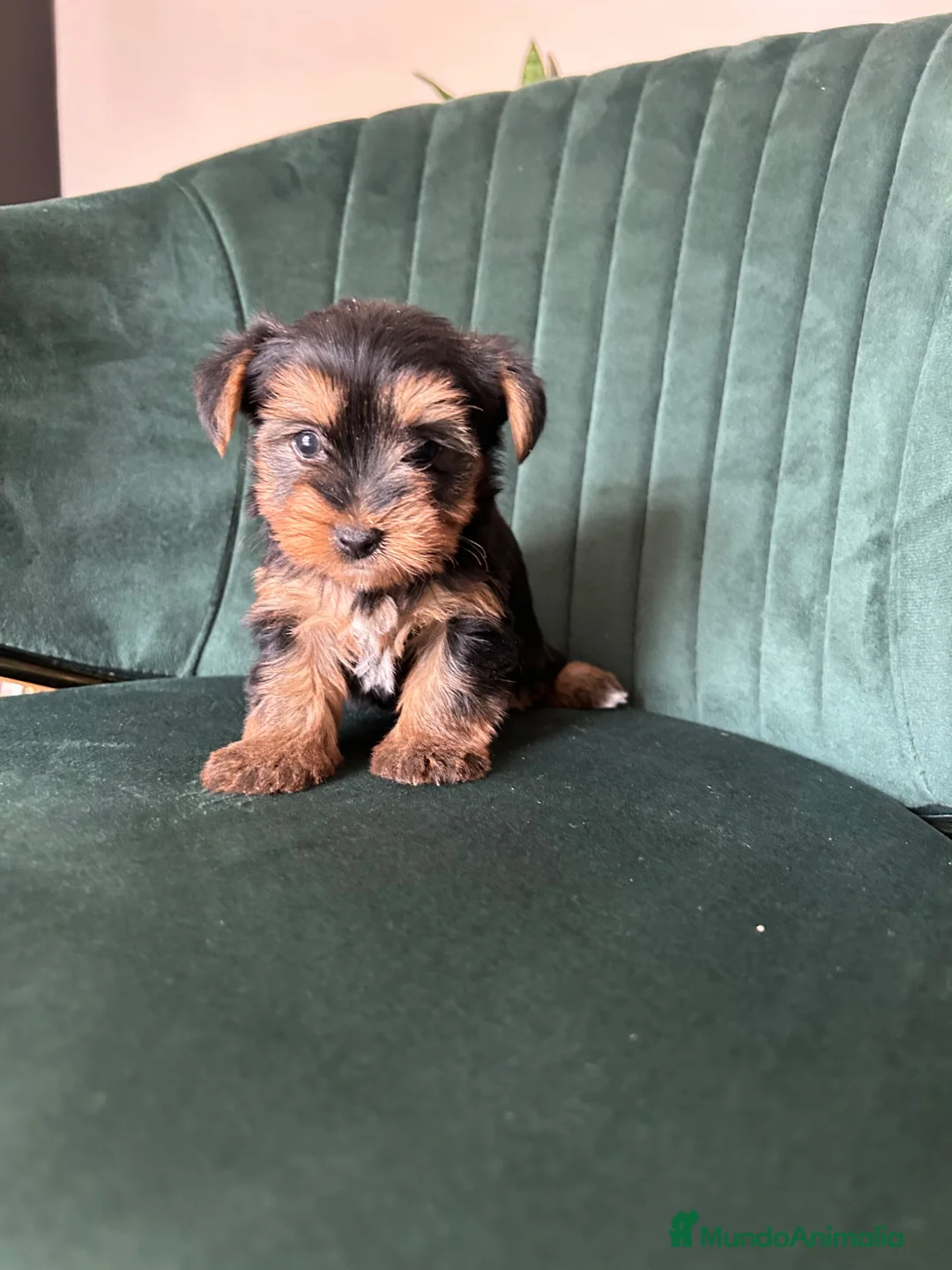 Yorkshire Terrier perros en venta: yorkshire  - Anuncio 6