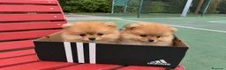 Pomerania perros en venta: POMERANIA MINIATURAS - Anuncio 1