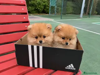 Pomerania perros POMERANIA MINIATURAS - Anuncio 1