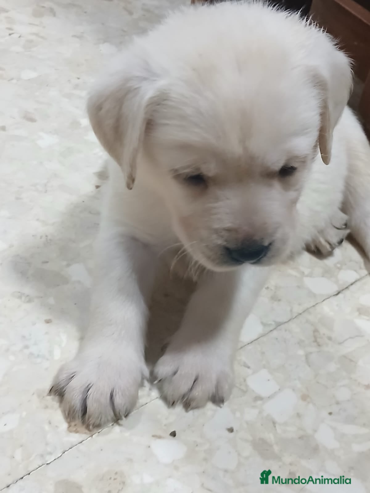 Labrador Retriever perros Labrador retriever chocolate dorado  - Anuncio 9