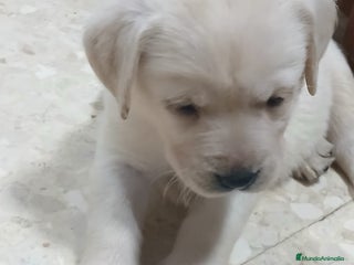 Labrador Retriever perros Labrador retriever chocolate dorado - Anuncio 2