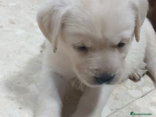 Labrador Retriever perros Labrador retriever chocolate dorado - Anuncio 7