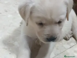 Labrador Retriever perros Labrador retriever chocolate dorado - Anuncio 17