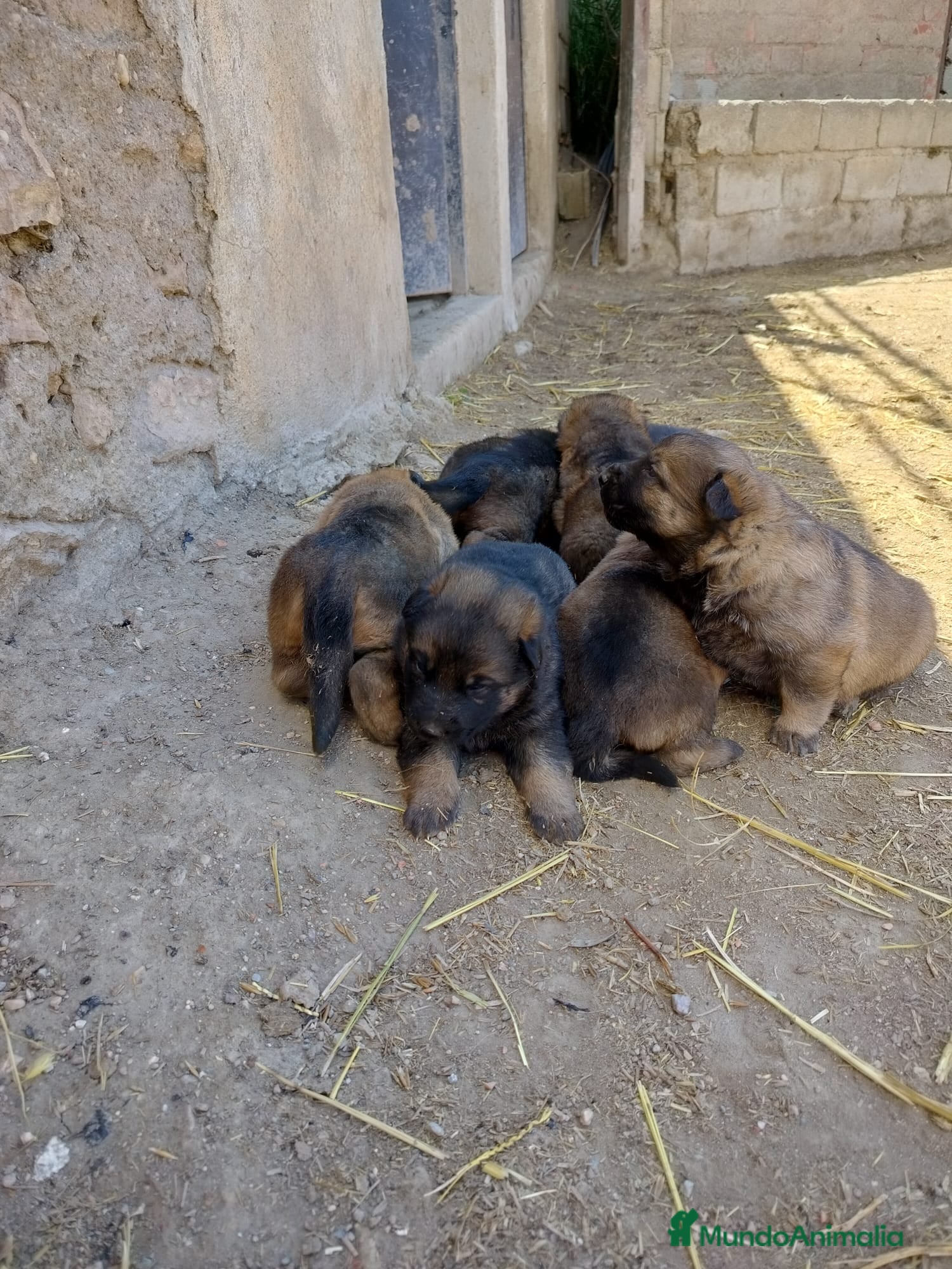 Pastor Alemán perros Pastor Aleman pelo corto  - Anuncio 1