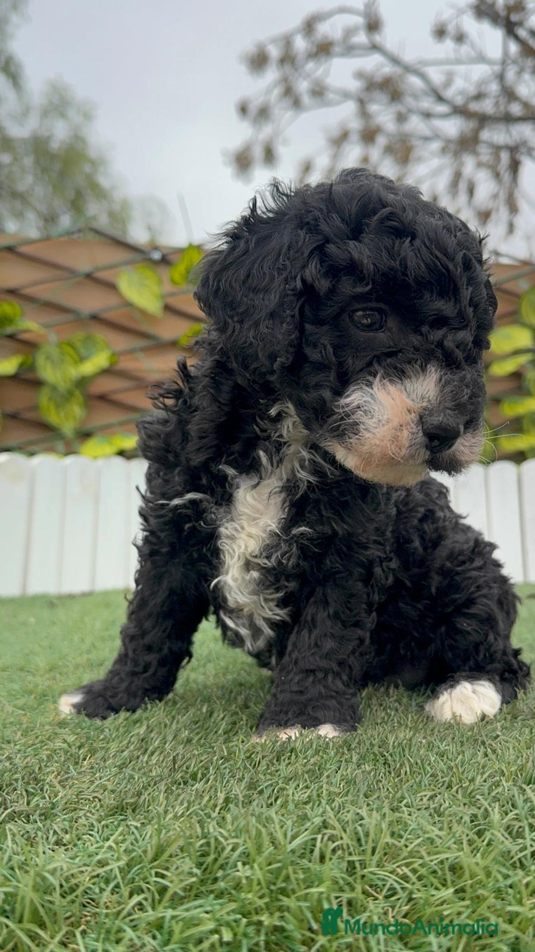 Perro de Agua Español perros en venta: PERRO DE AGUA HEMBRA RABONA - Anuncio 4