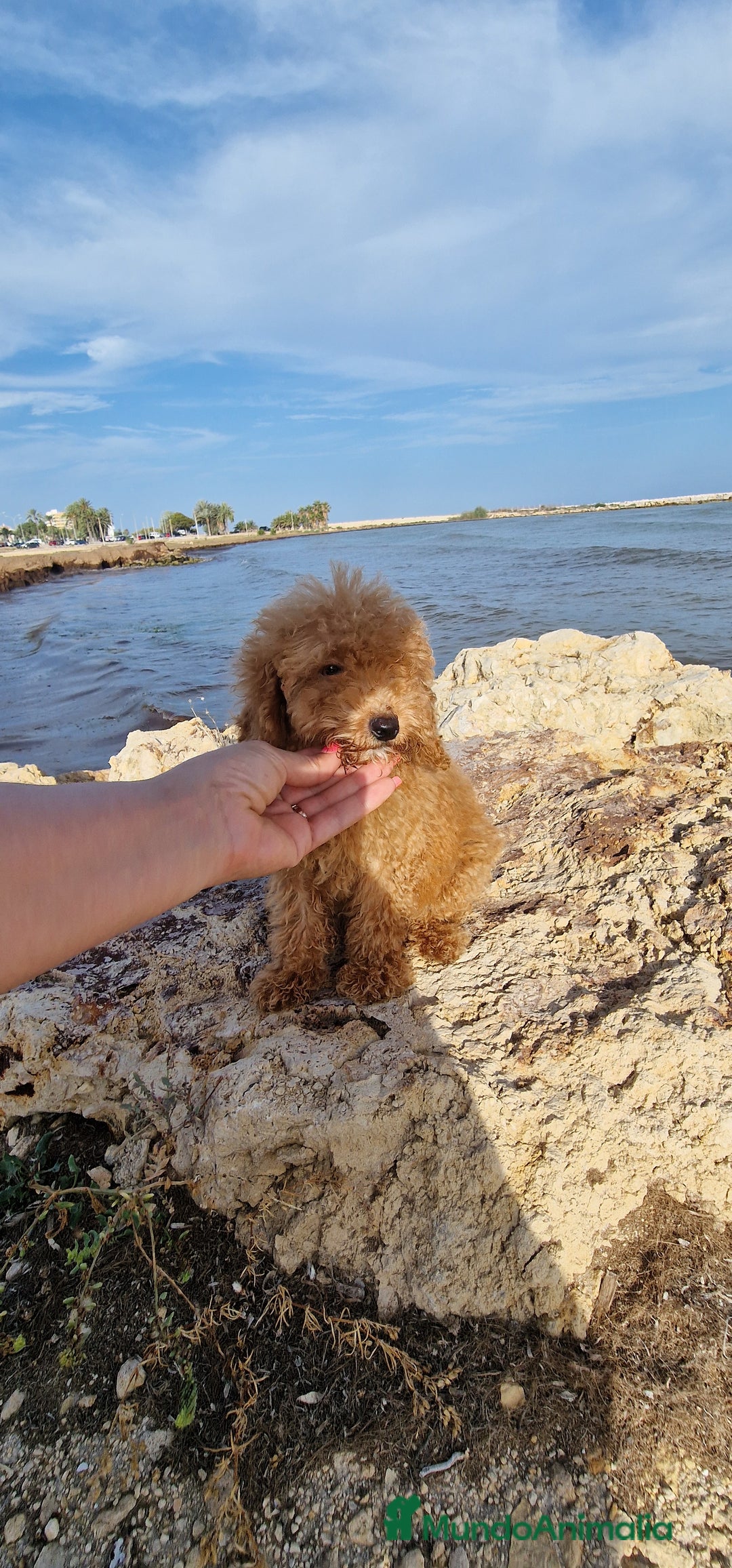Caniche Toy perros en venta: MACHO CANICHE TOY  - Imagen 1