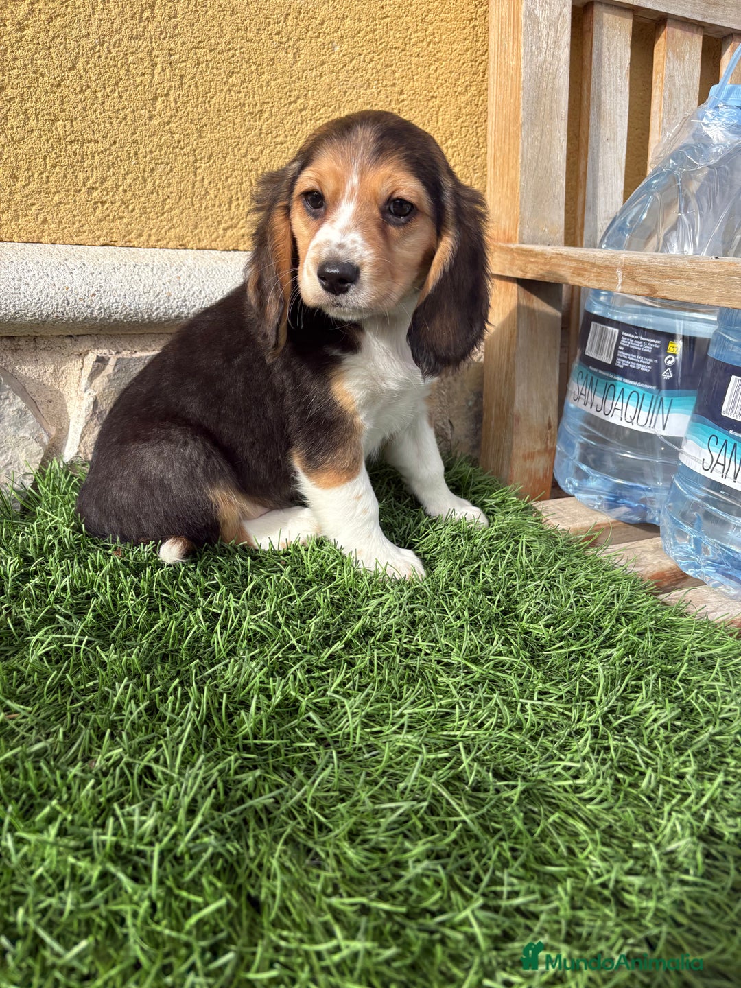 Beagle perros en venta: Cachorro macho de Beagle  - Anuncio 18