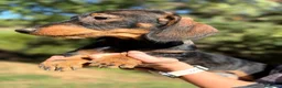 Teckel perros en venta: Teckel pelo duro hembras - Anuncio 4