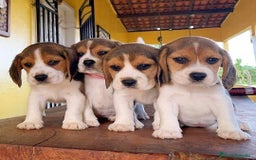 Beagle perros en venta: CACHORRITOS DE BEAGLE BEBÉS  - Anuncio 1